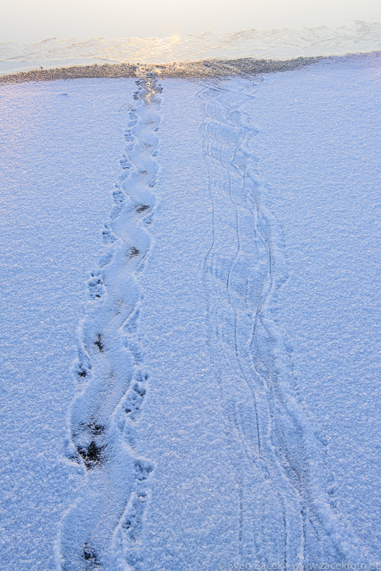 Beaver tracks in winter — Sven Zacek