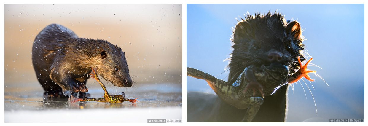 saarmas, mink, loodusfotograaf, sven zacek, zacekfoto