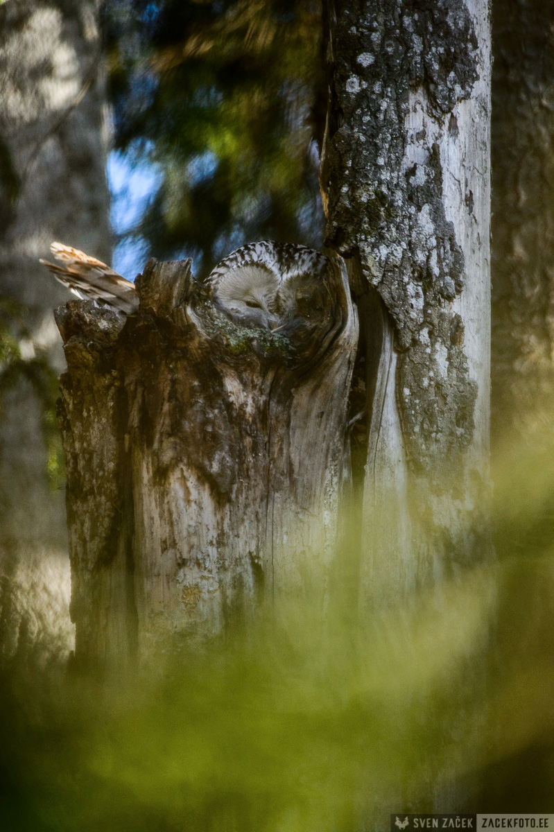 händkakk, loodusfotograaf, sven zacek, zacekfoto